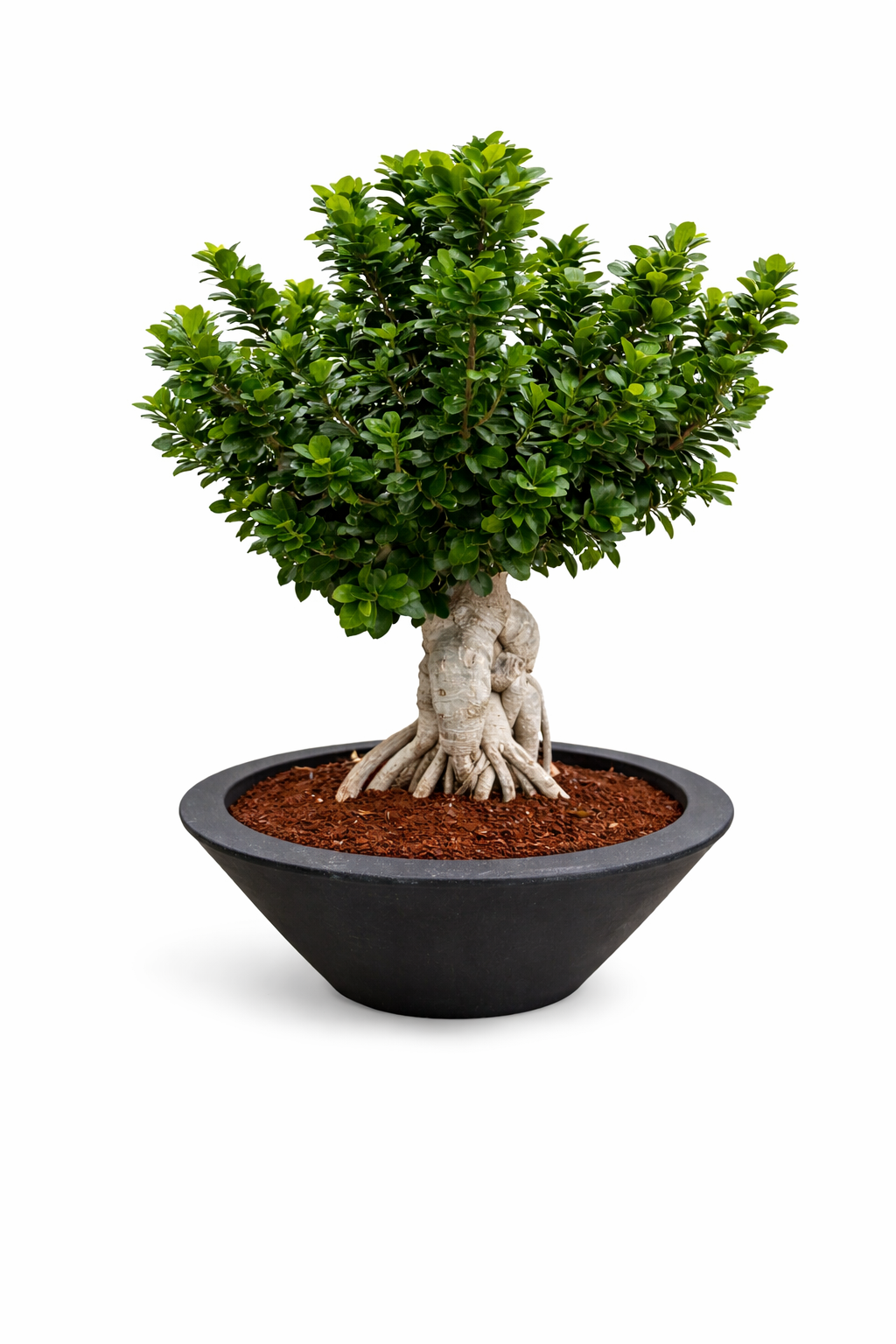 BONSAI GINSENG 3000G IN SCHIO CIOTOLA D. 60 CM
