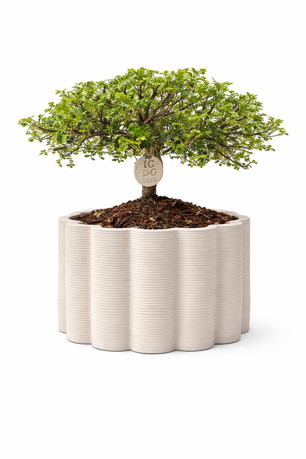 BONSAI DI PEPE D. 18 IN VASO ARES TONDO BASSO