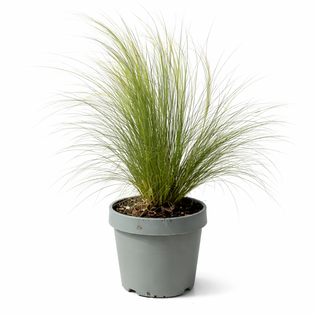 STIPA TENUISSIMA D. 18 H. 60 CM