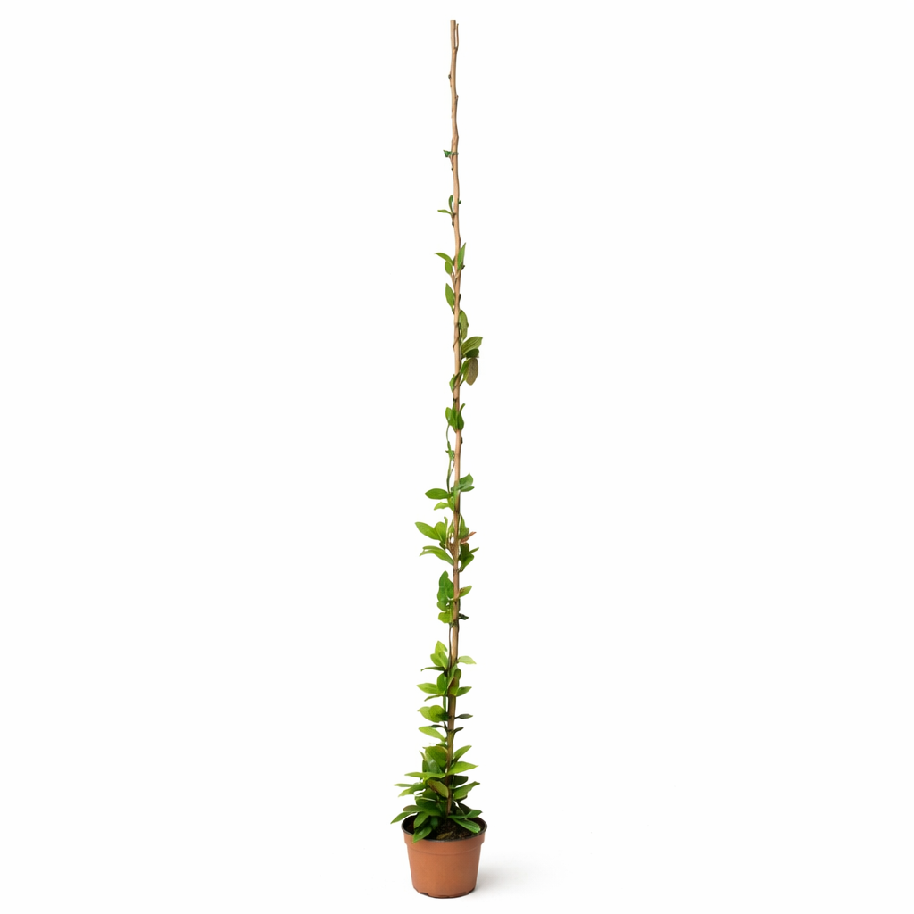 HOYA CARNOSA D. 18 H. 180 CM