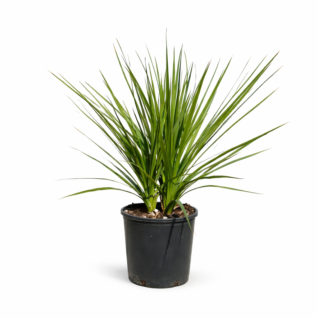 Dracaena Cordyline Indivisa D. 26 H. 90 CM