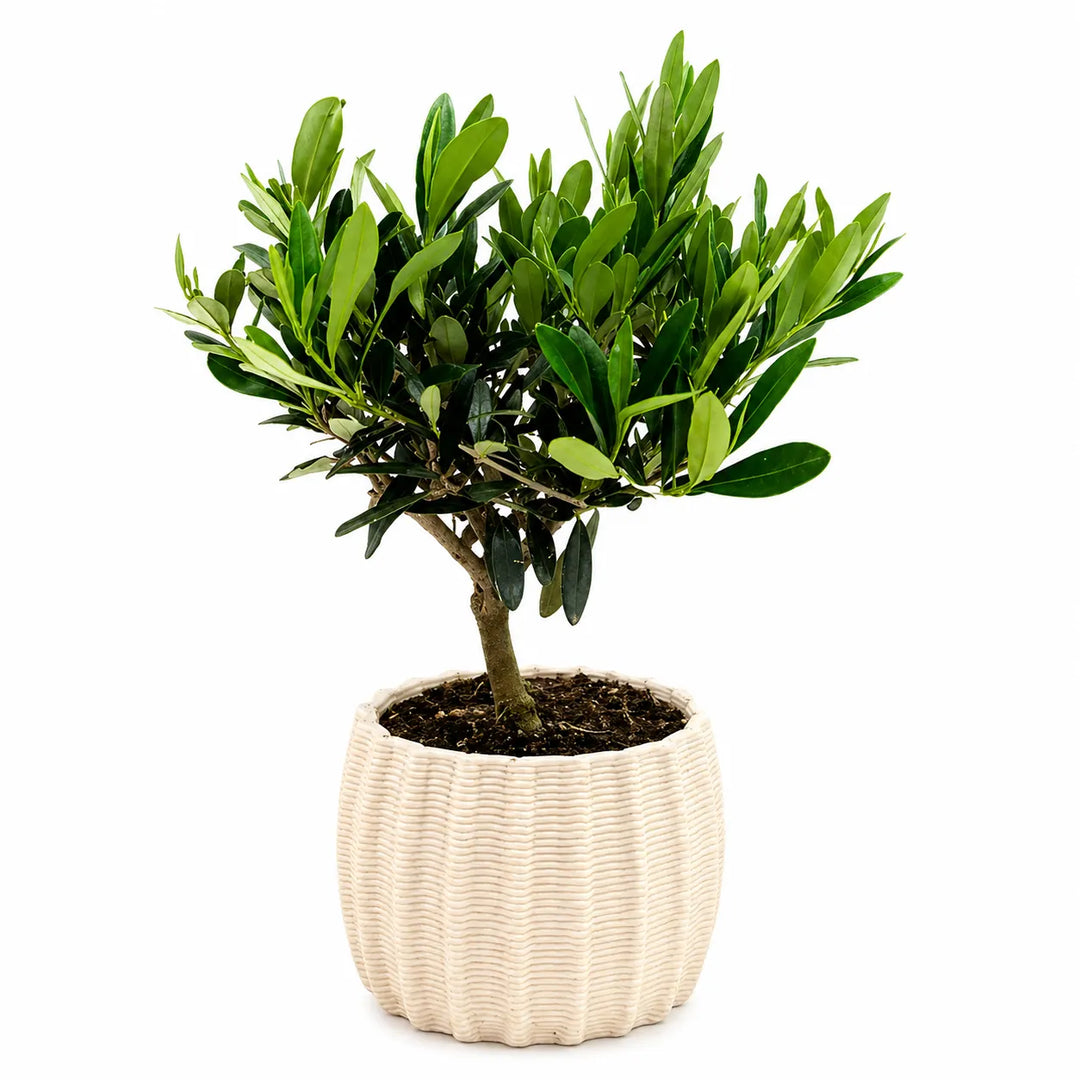 Olivo bonsai in ceramica Dioniso D. 16 - H. 30 cm