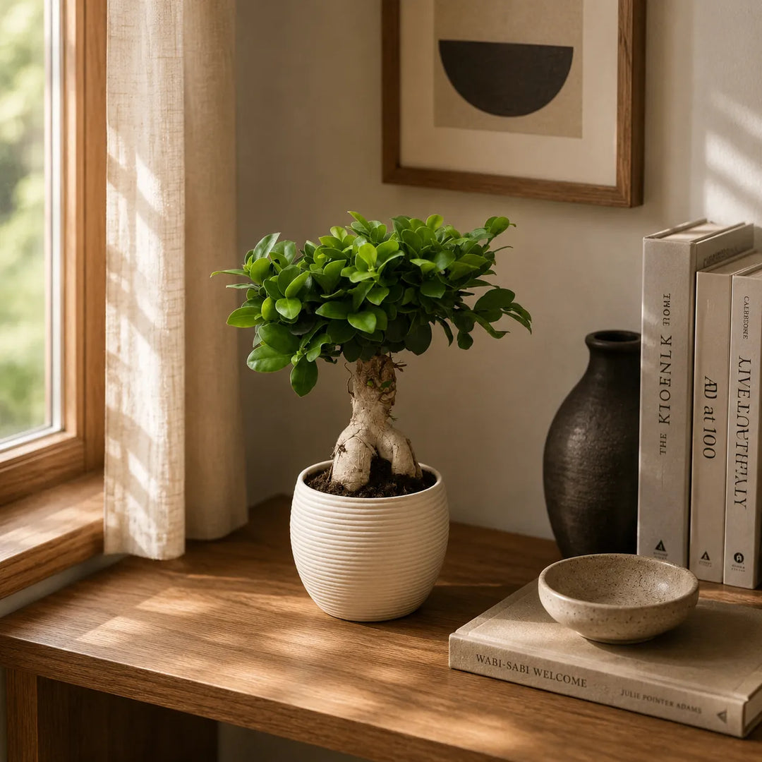 Bonsai ficus ginseng in vaso Sally D.17 H.40 cm