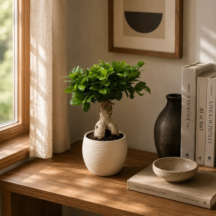 Bonsai ficus ginseng in vaso Sally D.17 H.40 cm