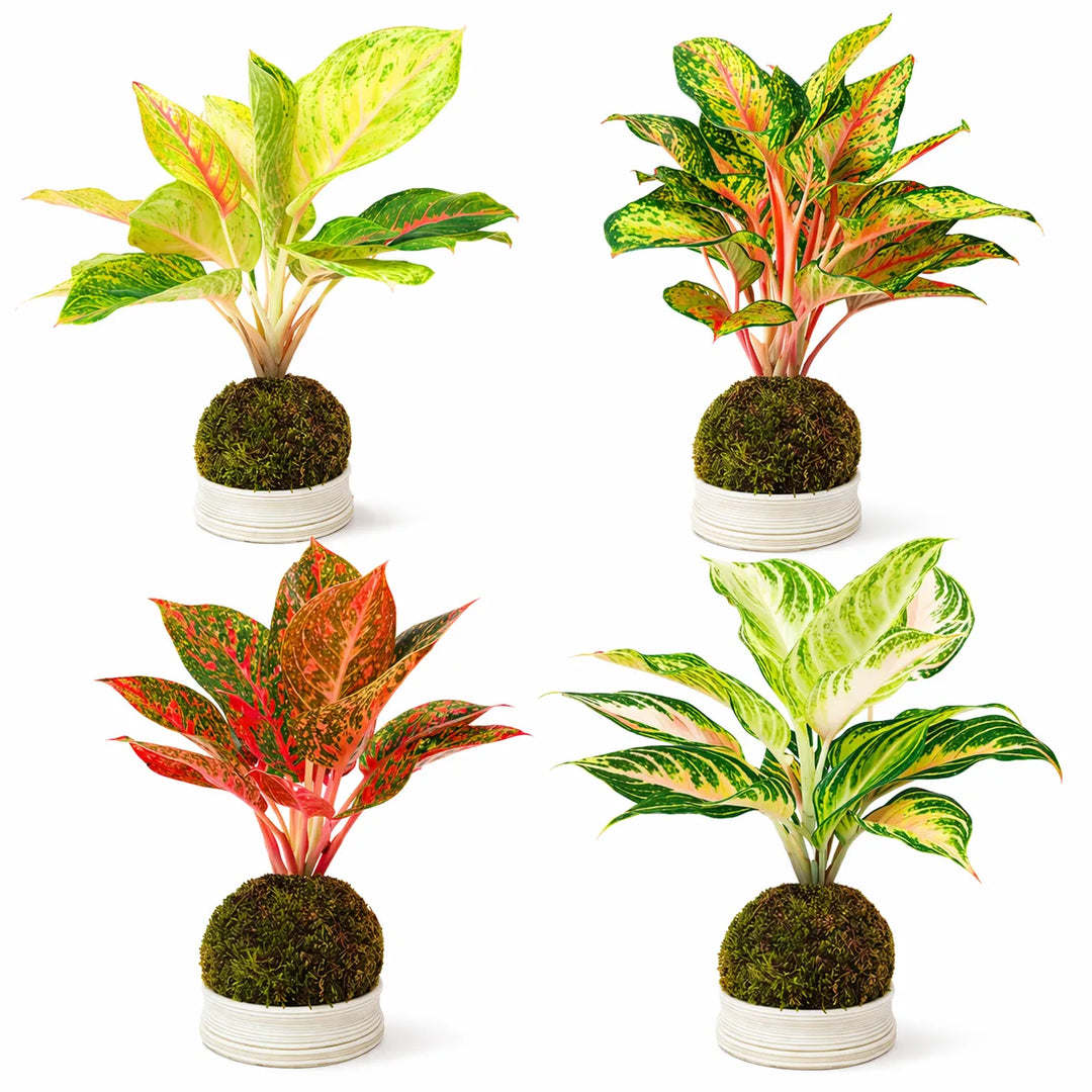 Kokedama Aglaonema mix