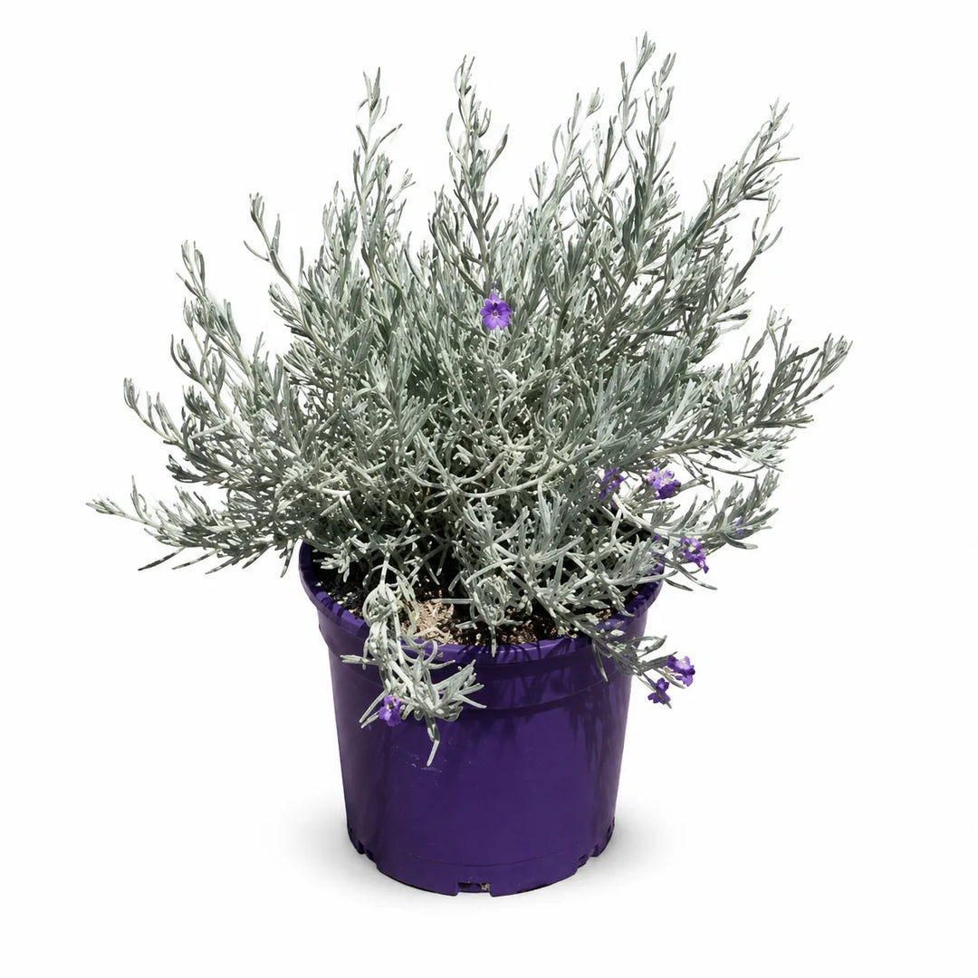 Eremophila nivea D. 24 - H. 60 cm