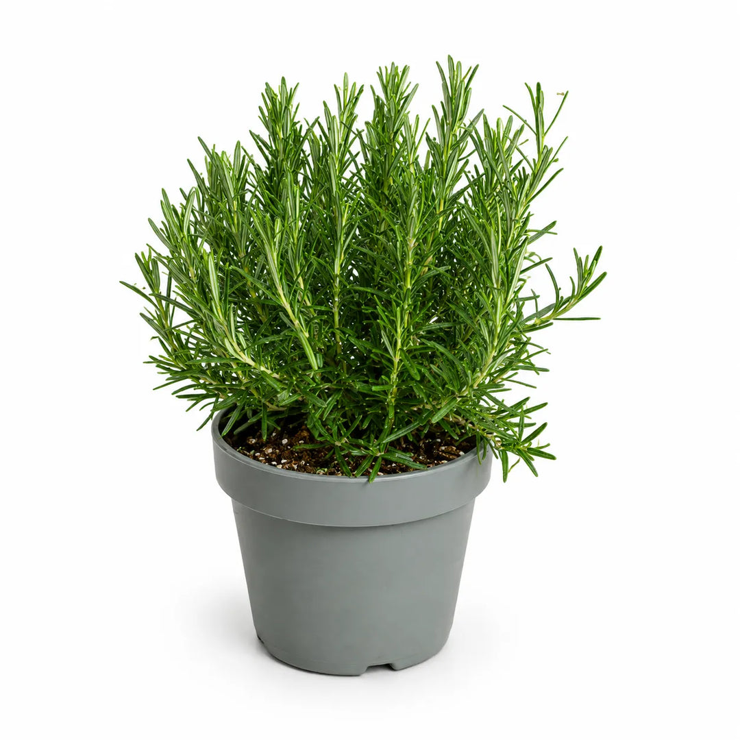 Rosmarinus officinalis D.18
