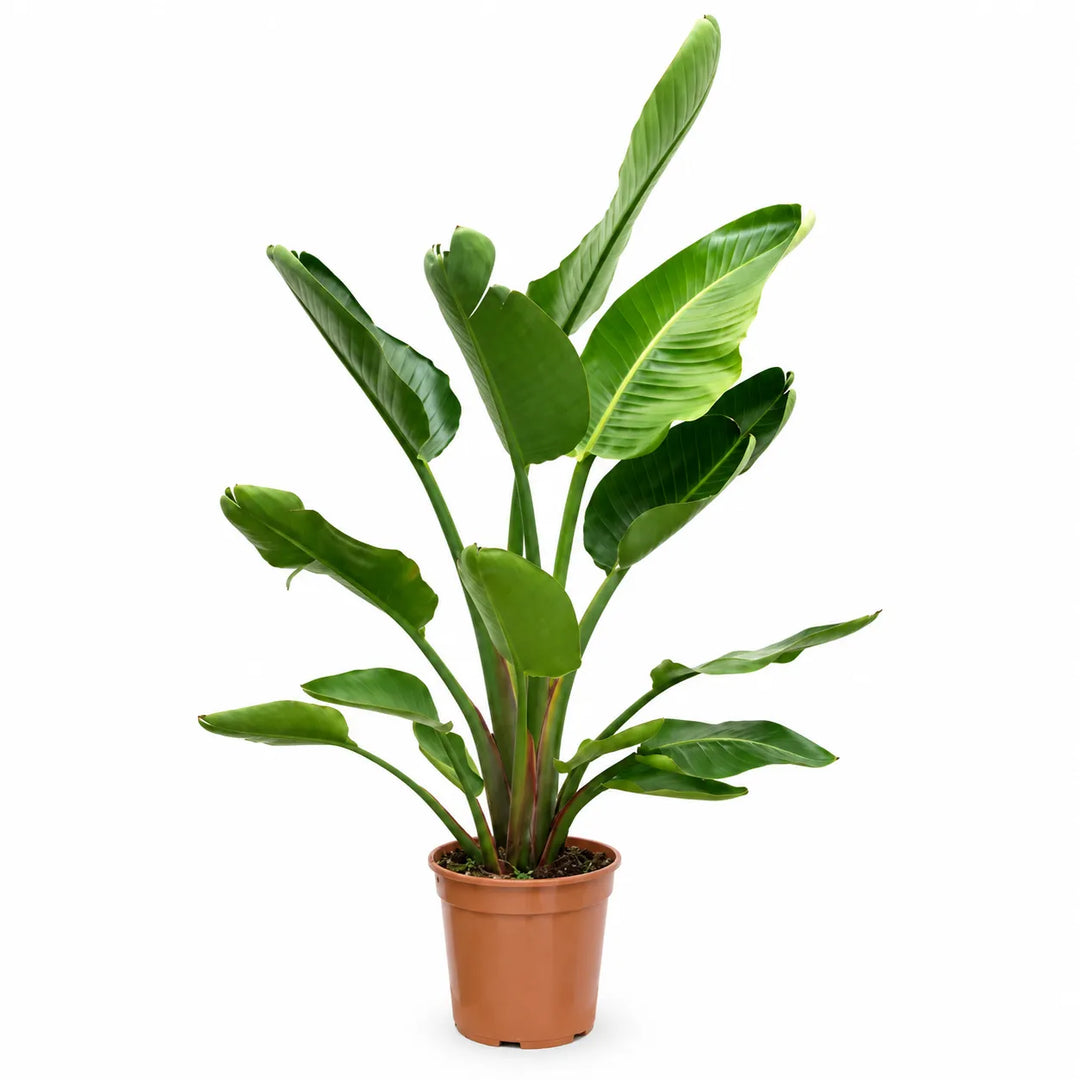Strelitzia Augusta D. 27 - H .200 cm