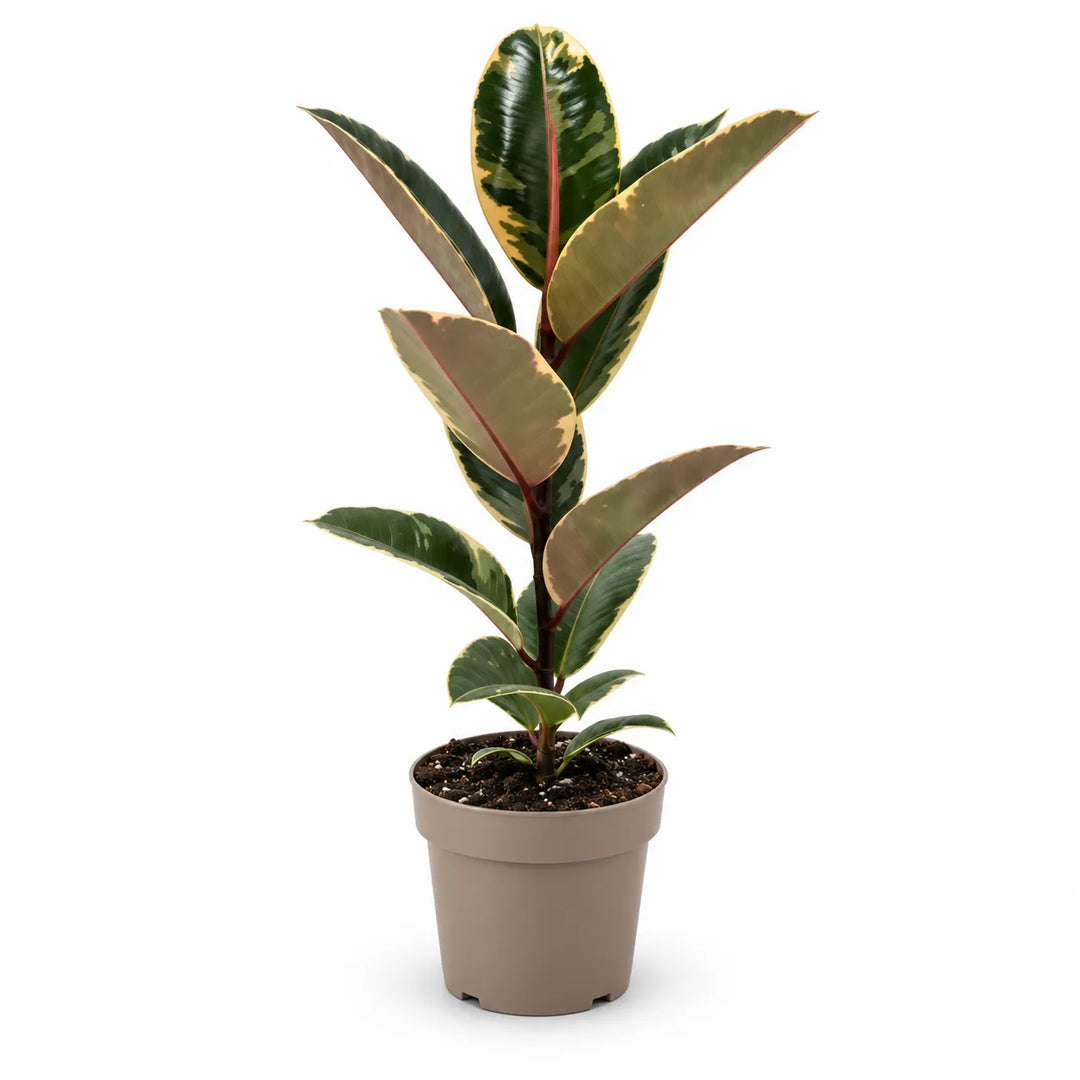 Ficus tineke D. 17 - H. 60 cm