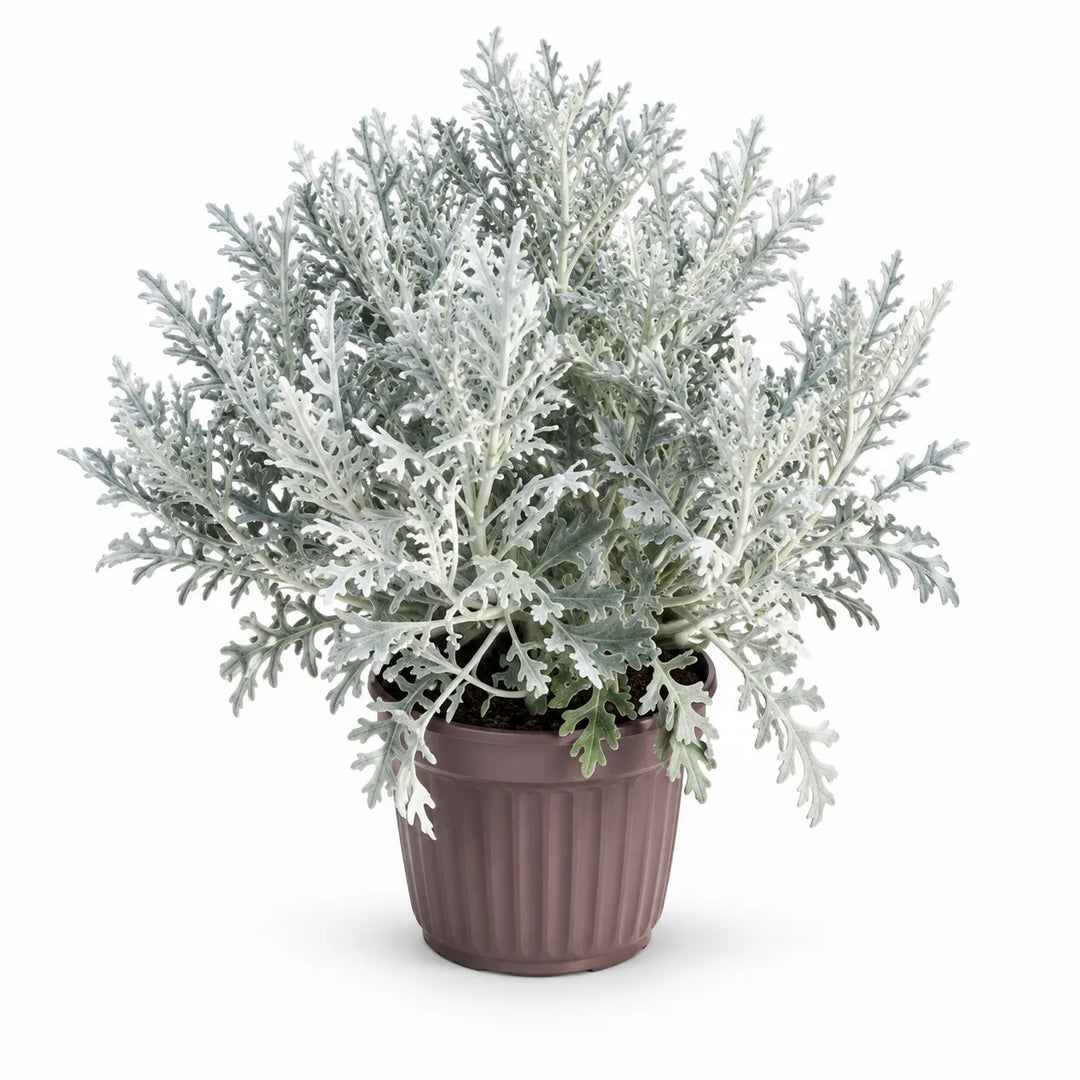 Cineraria Marittima D.18 - H.36 cm