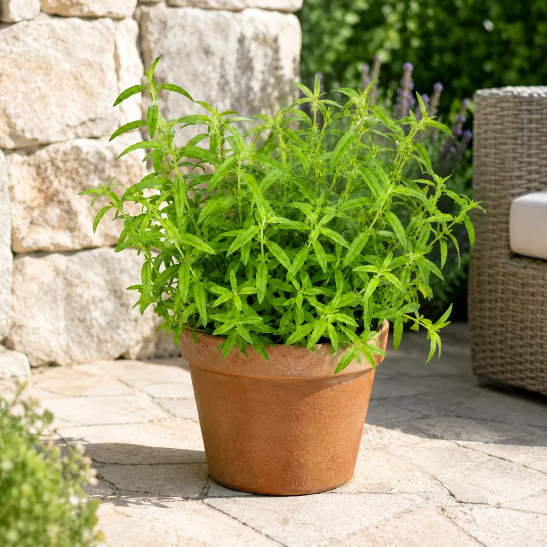 Pianta di citronella in vaso di terracotta posizionata su una pavimentazione esterna, ideale per terrazzi, giardini e aree relax all&