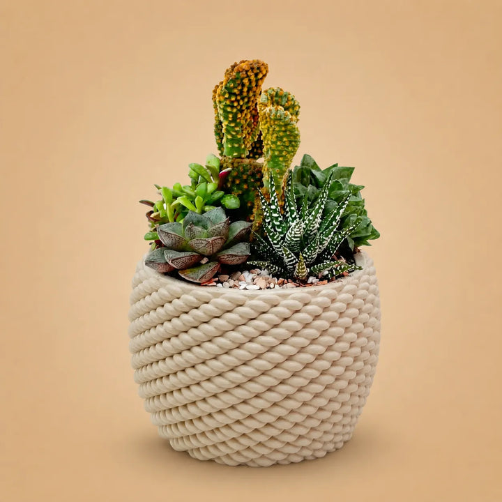 Composizione di piante grasse con cactus ornamentale, Haworthia Zebra e succulente selezionate in vaso artigianale Carina dalla finitura intrecciata color avorio.