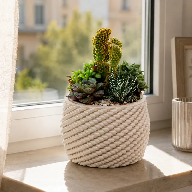 Composizione di cactus e piante succulente DesertiKa Carina in vaso artigianale intrecciato, posizionata su davanzale luminoso per decorare la casa con stile naturale.