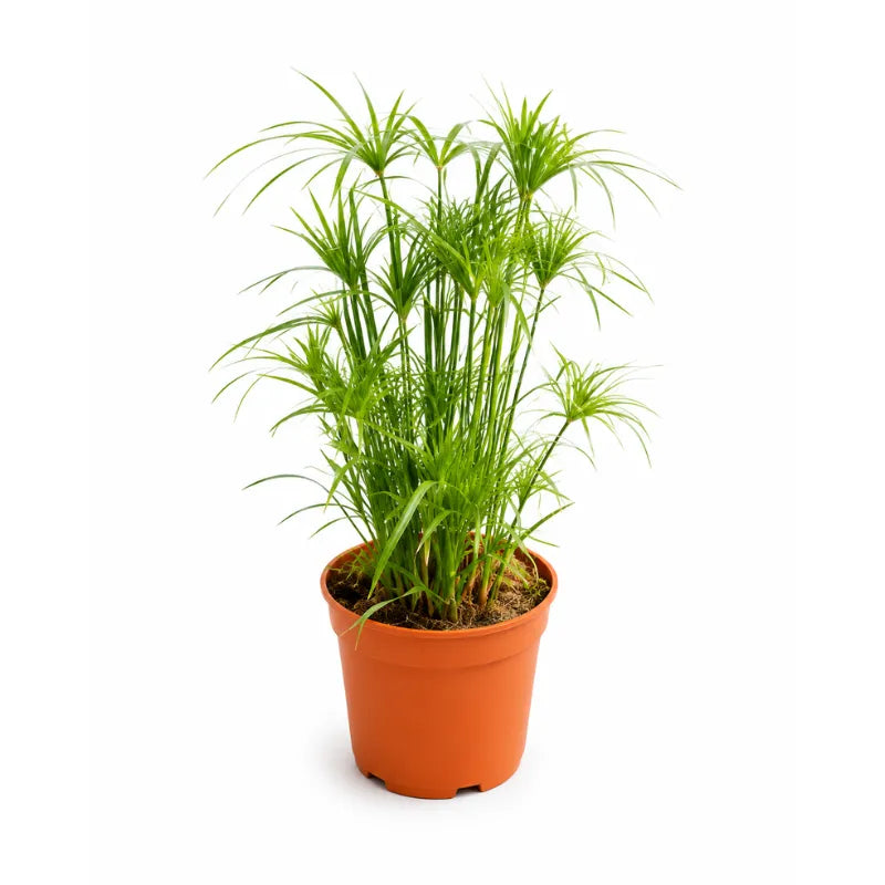 Cyperus papiro D. 24 - H. 60 cm