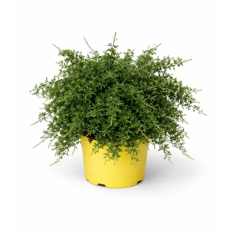 Cytisus D.19 H.45 cm