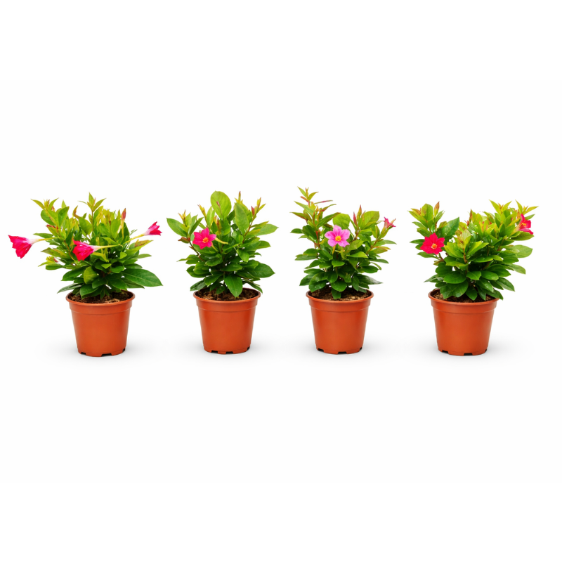 Dipladenia color mix D.15 H.20 cm