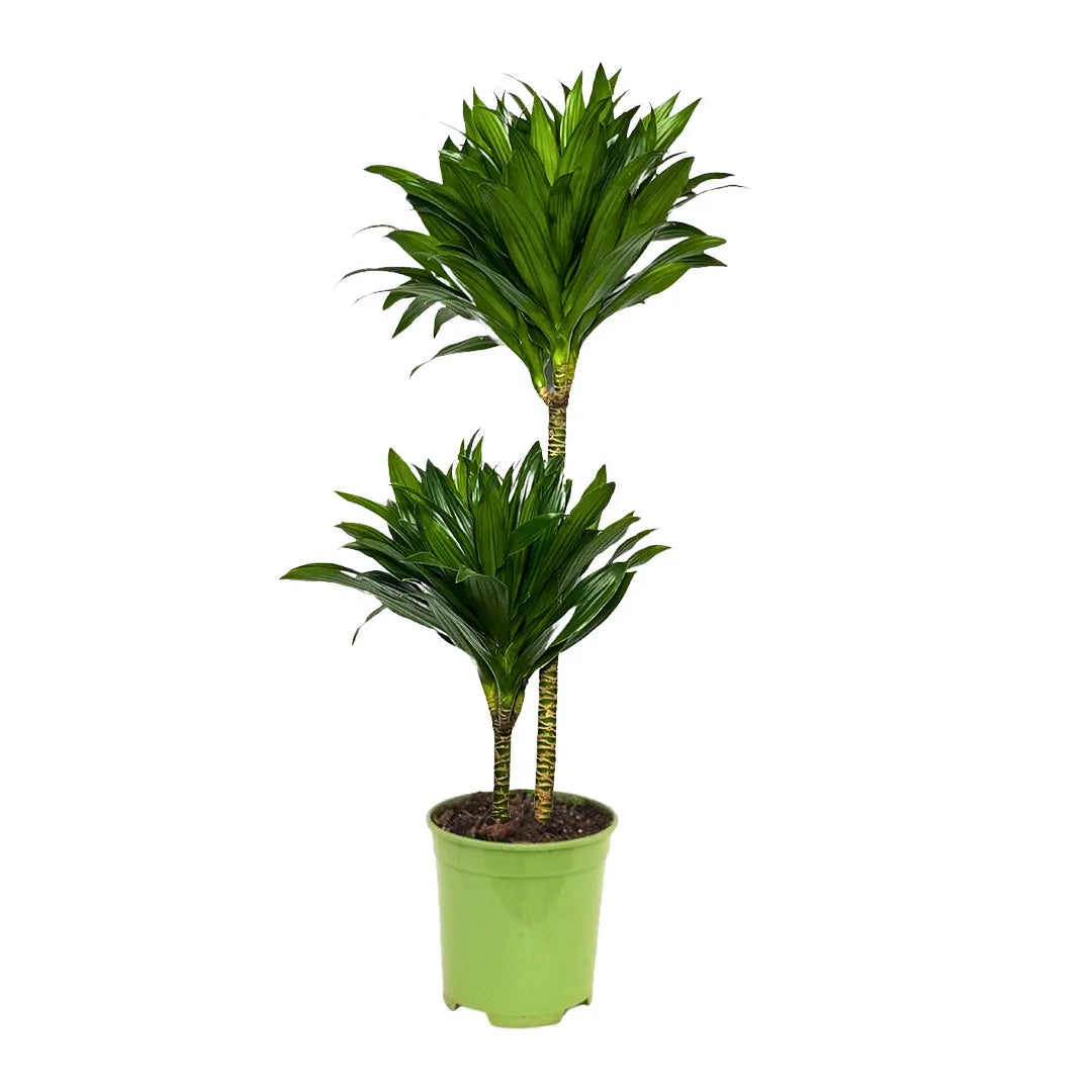DRACAENA JANET GRAIG COMPACTA D. 24 Vaso plastica