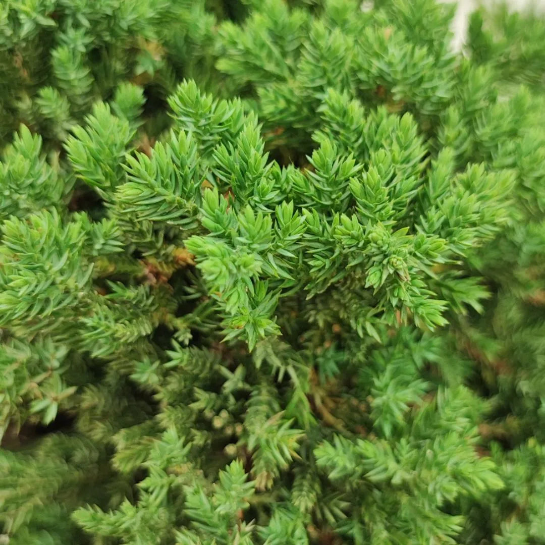  Primo piano della vegetazione fitta e aghiforme del bonsai Juniperus Procumbens in stile cascata, con fogliame verde brillante e fitto