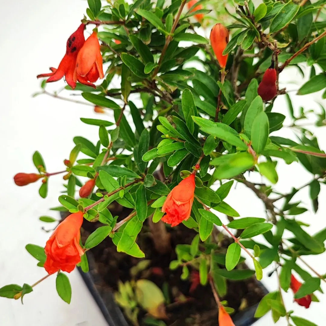 Dettaglio dei fiori rosso-arancio del Bonsai Melograno Nana, con foglie verdi lucide