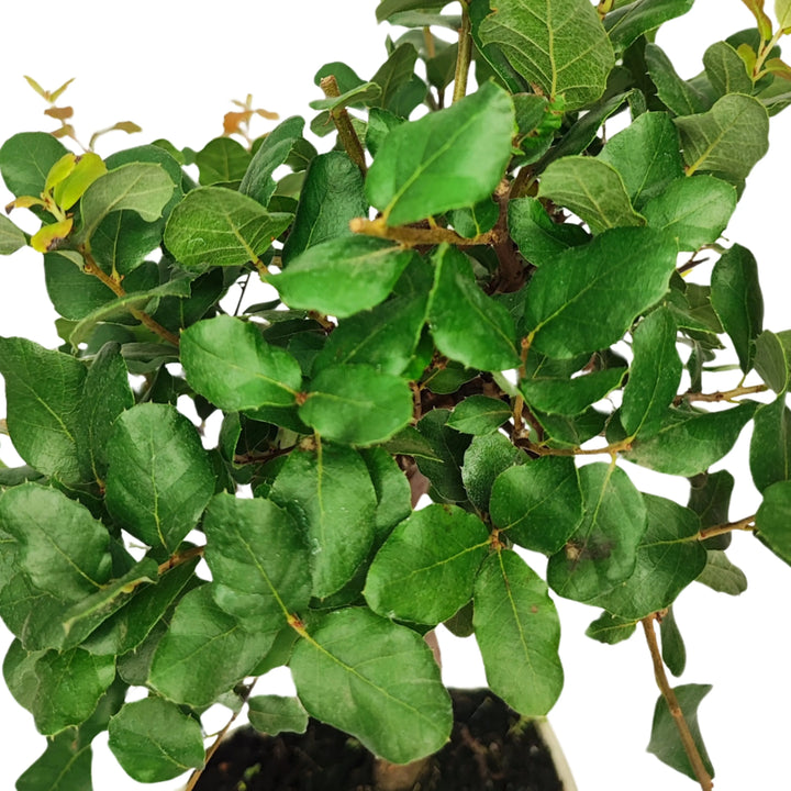Dettaglio foglie verdi lucide del bonsai Quercus Suber - fogliame sempreverde