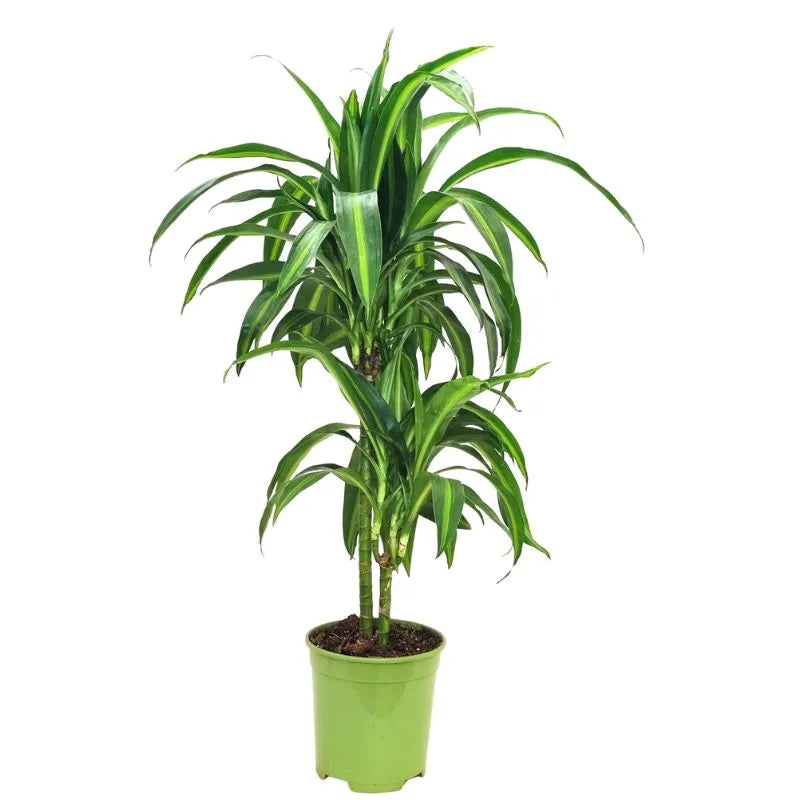 Dracaena hawaiaan sunshine D.19