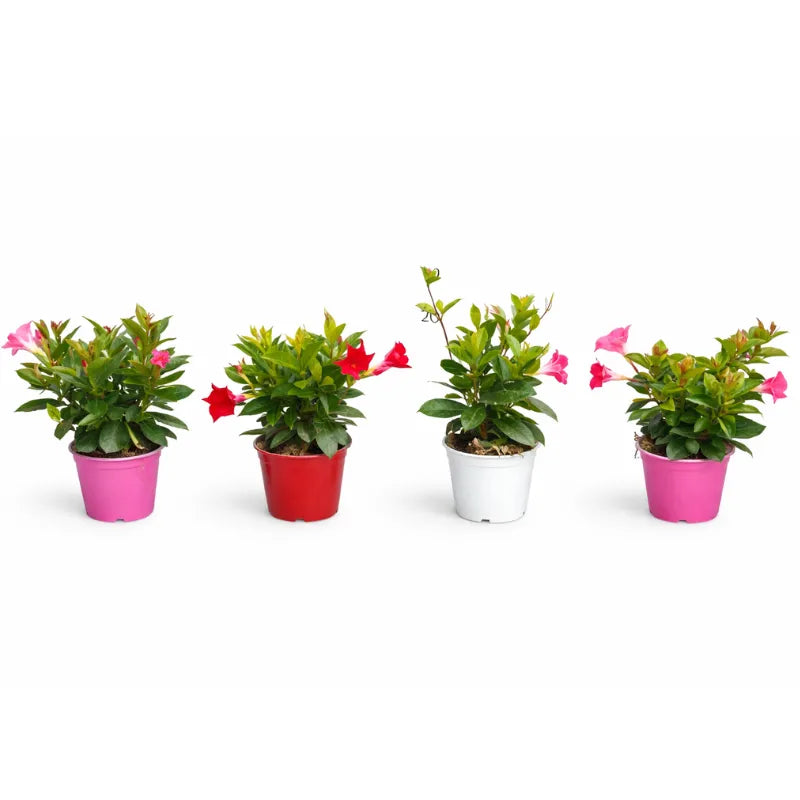 Dipladenia super mix color D.14 H.25 cm