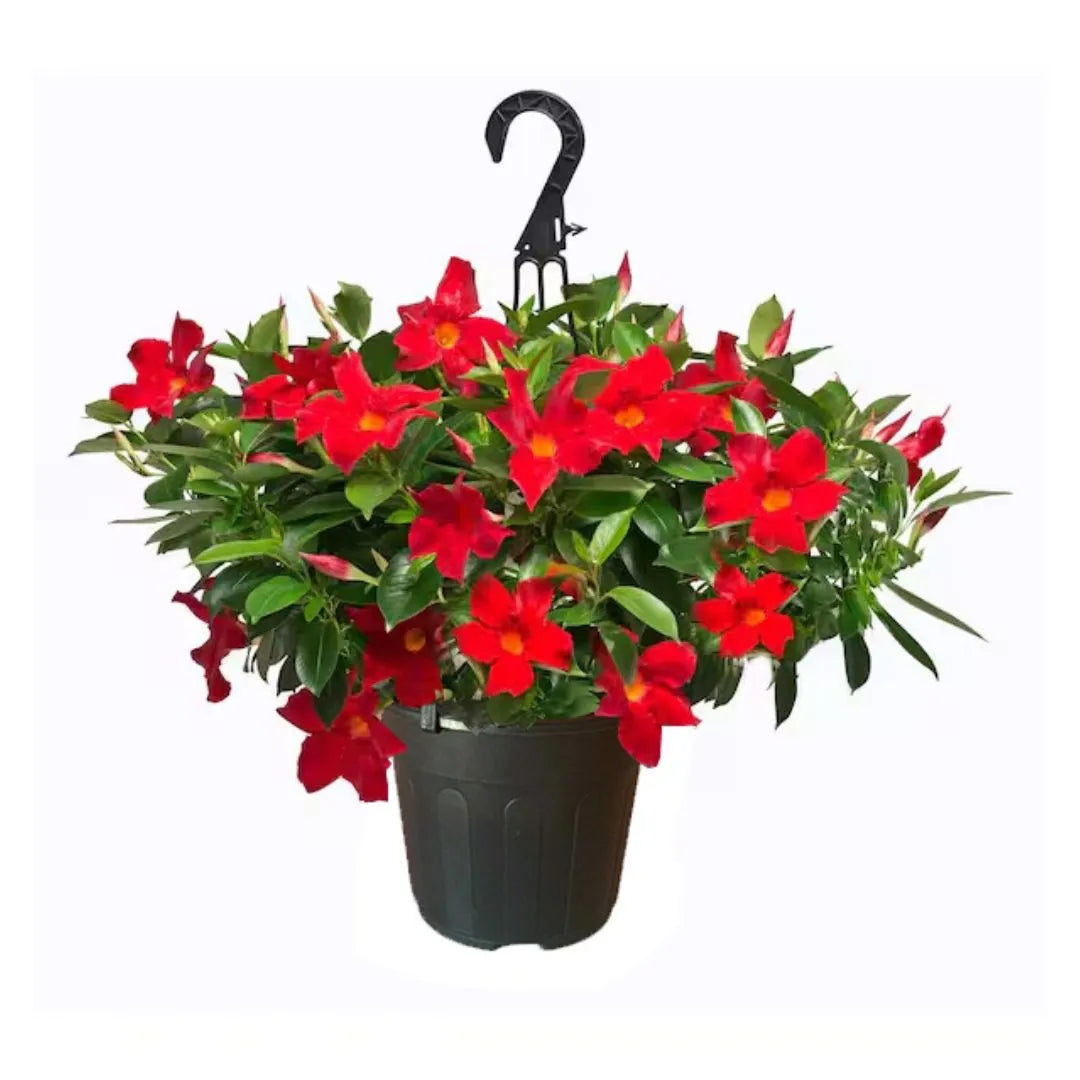 Dipladenia in basket - pianta fiorita pendente rossa con fiori abbondanti e foglie lucide, ideale per balconi