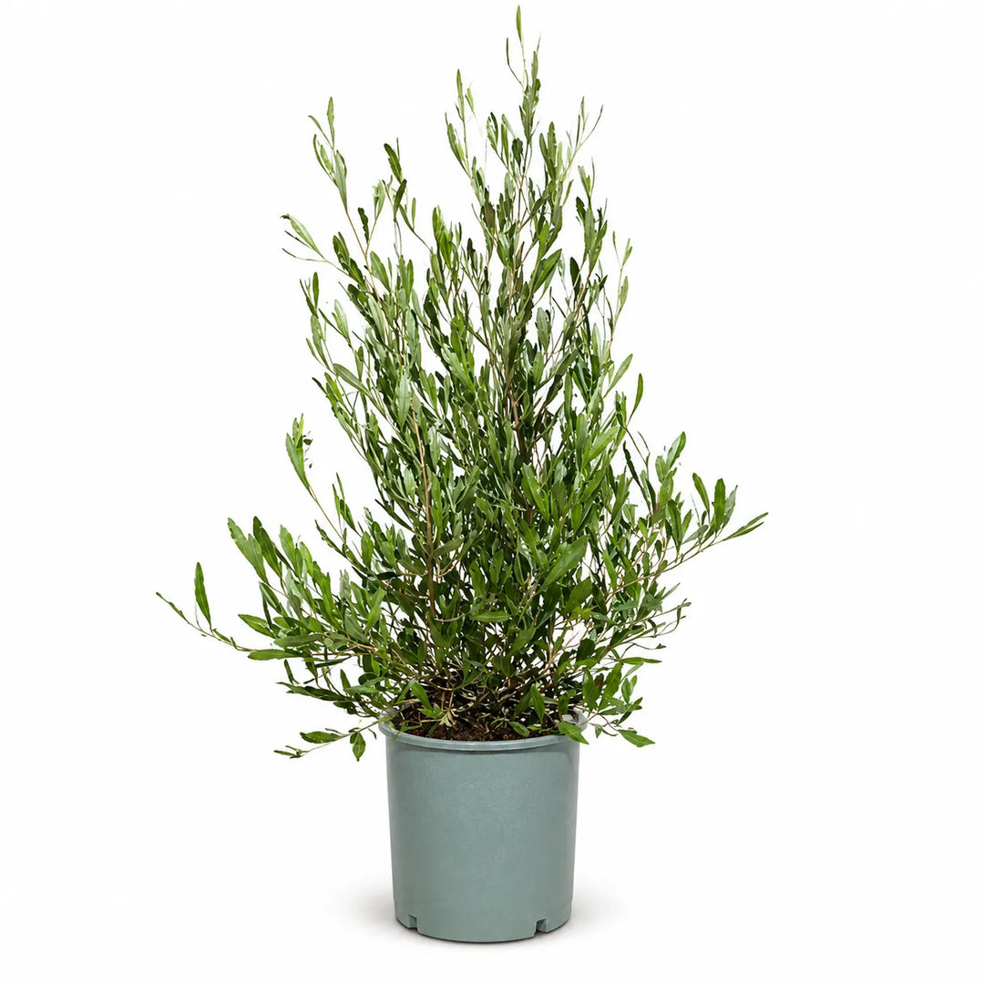 Dodonea viscosa D. 24 - H. 100 cm