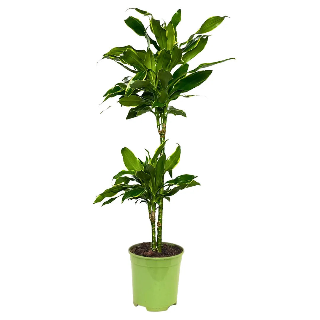 Dracaena Golden Coast D.21 - H.85 cm