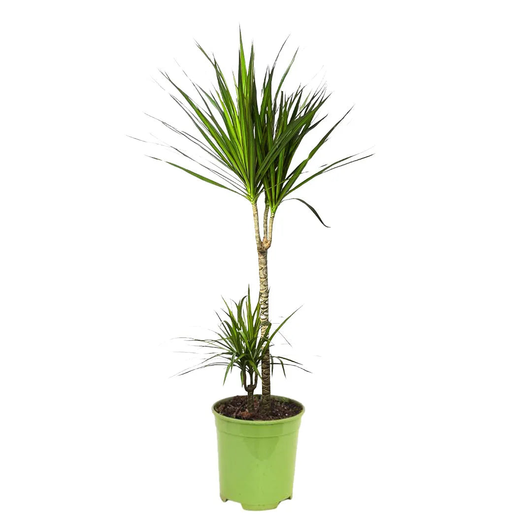 Dracaena Marginata D.21 cm