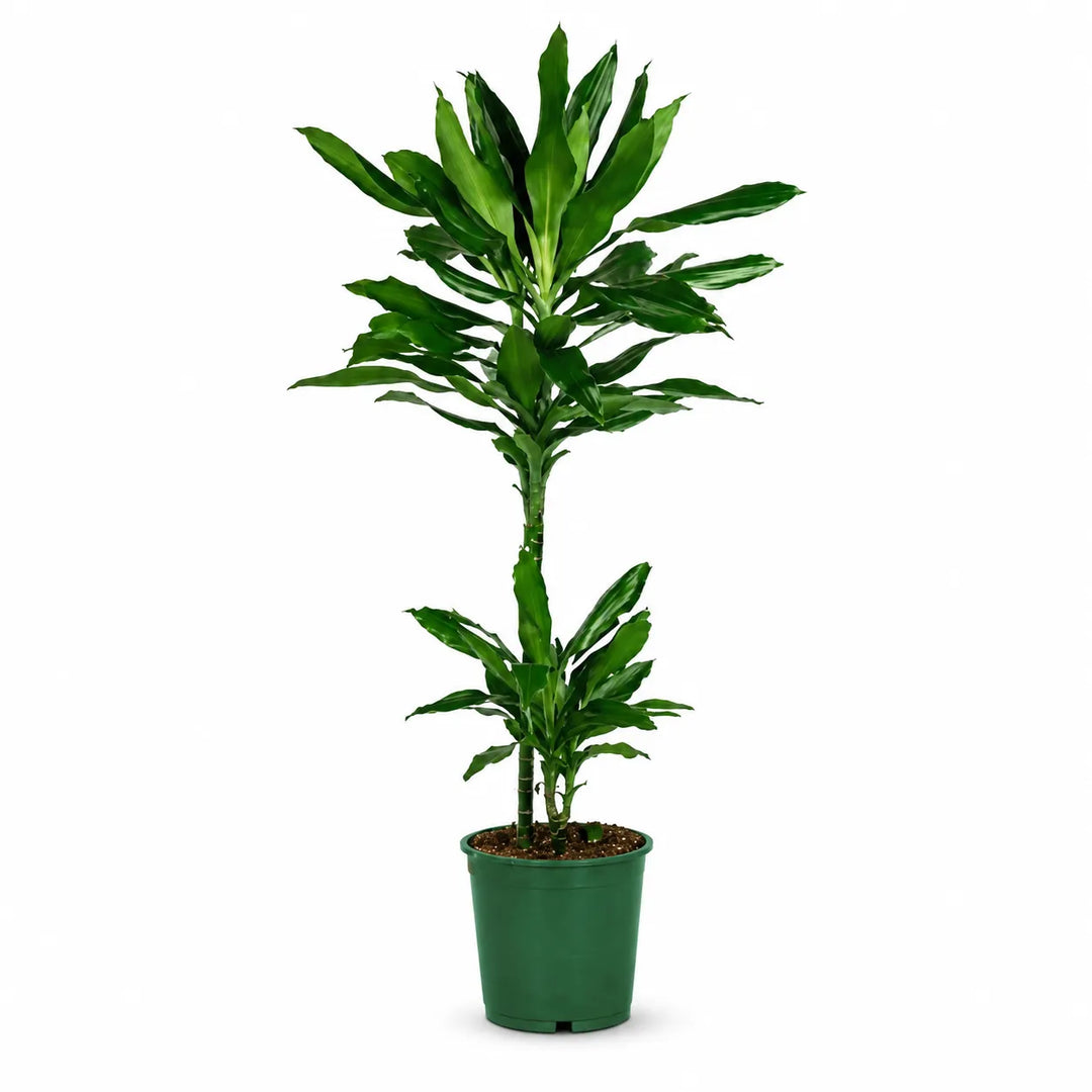 Dracaena Janet lind T.45 D. 17 - H. 65 cm