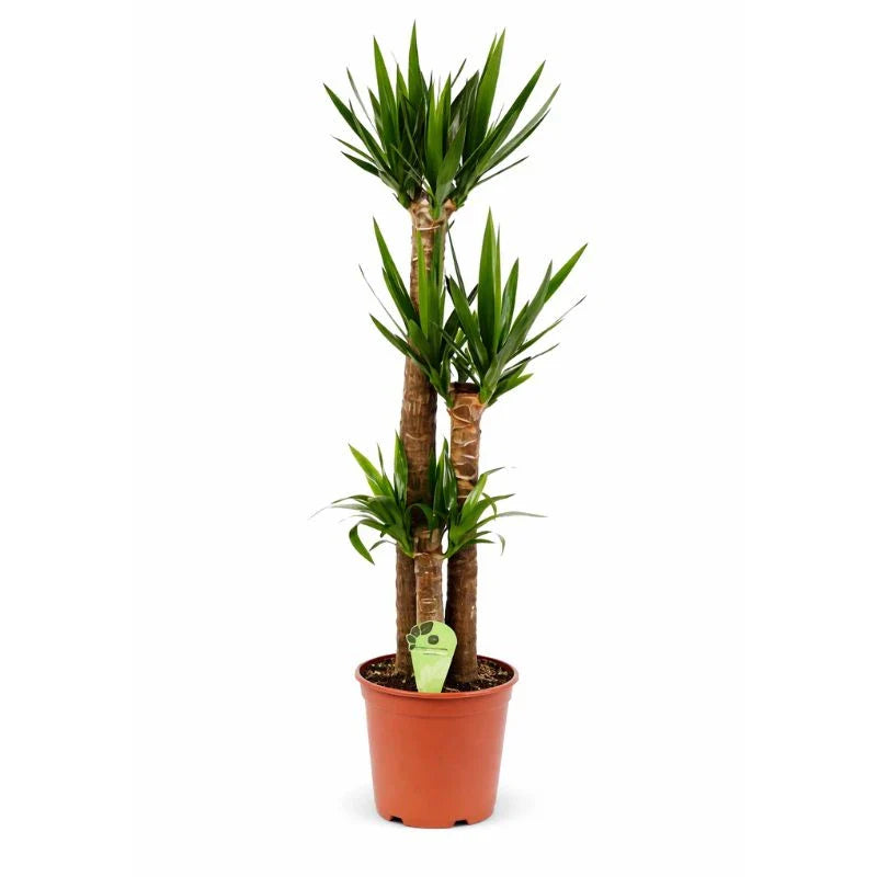 Dracaena Yucca a tre tronchi in vaso, pianta da interno con foglie verdi appuntite ideale per arredare casa o ufficio.
