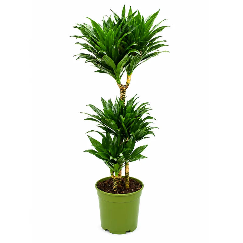 Dracaena compacta T.60 D.21 H. 100 cm