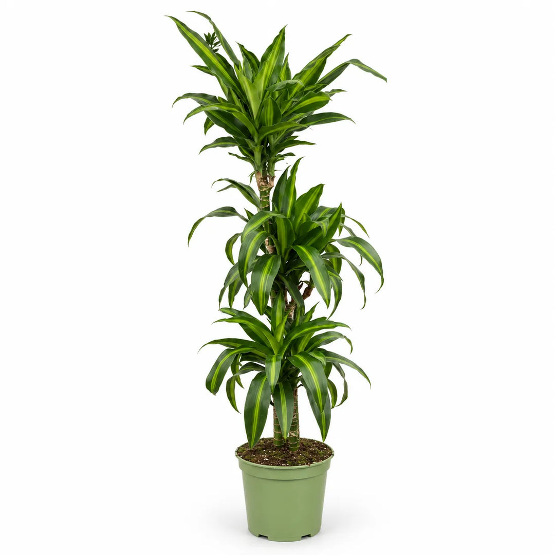 Dracaena hawayan sunshine T.90 D.24 - H.120 cm