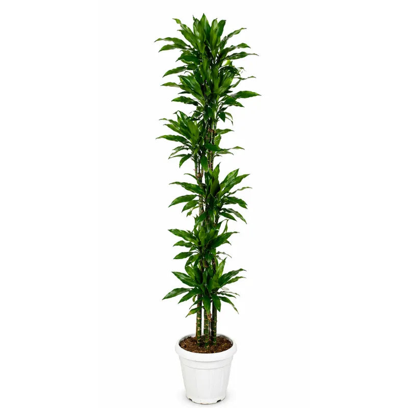 Dracaena janet lind T.180 D.35 H.220 cm