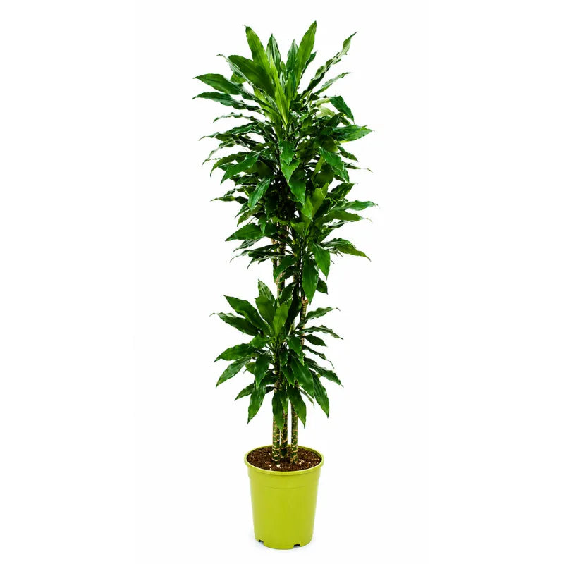 Dracaena janet lind D.30 H.170 cm