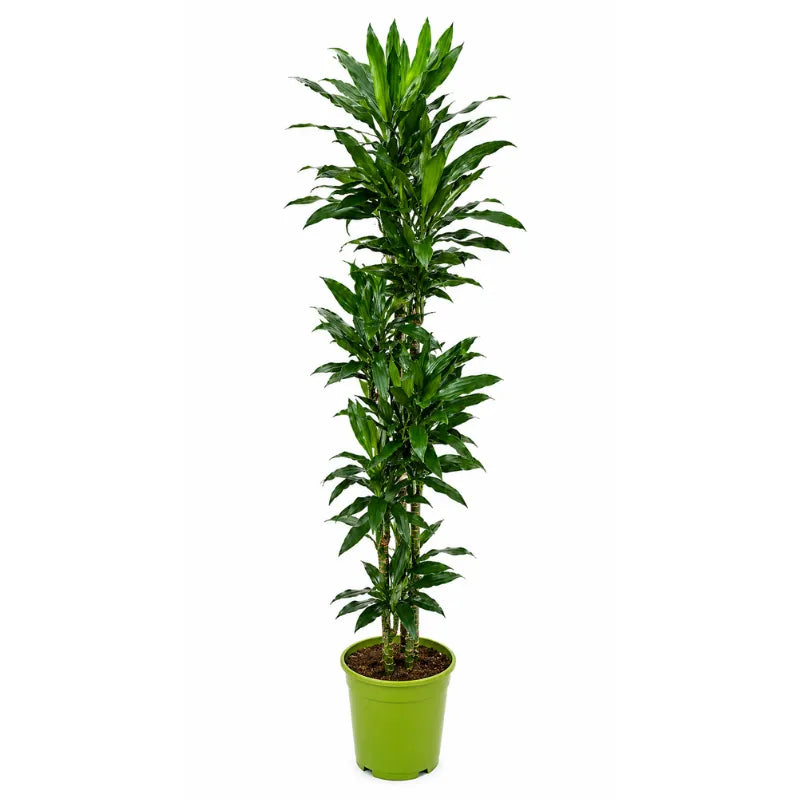 Dracaena janet lind T.150 D.35 H.190