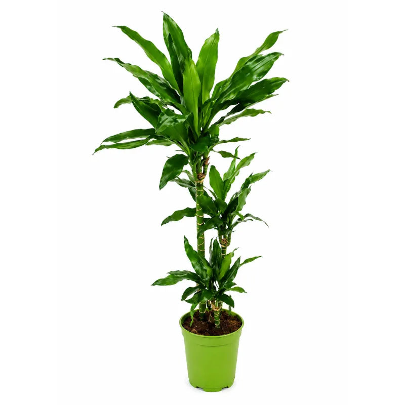 Dracaena janet lind T.45 D.19 H.80 cm
