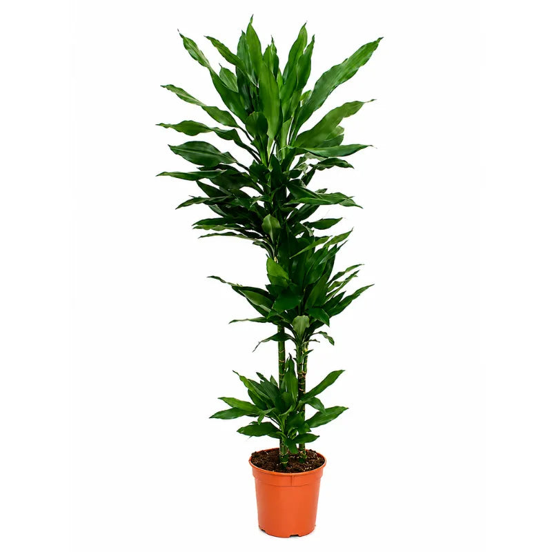 Dracaena janet lind T.90 D.24 H.140 cm