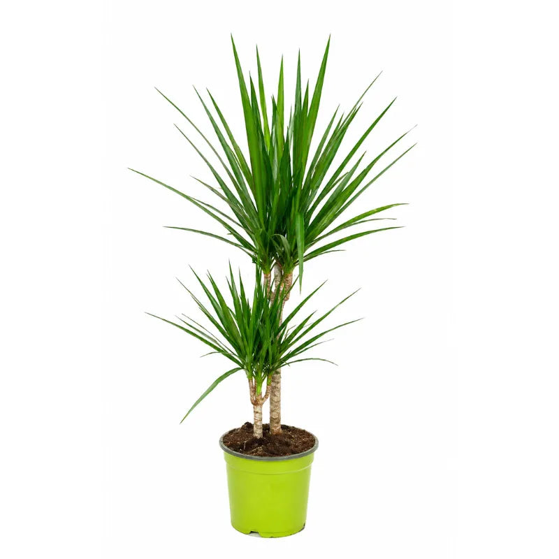 Dracaena marginata T.30 D.17 H.50 cm