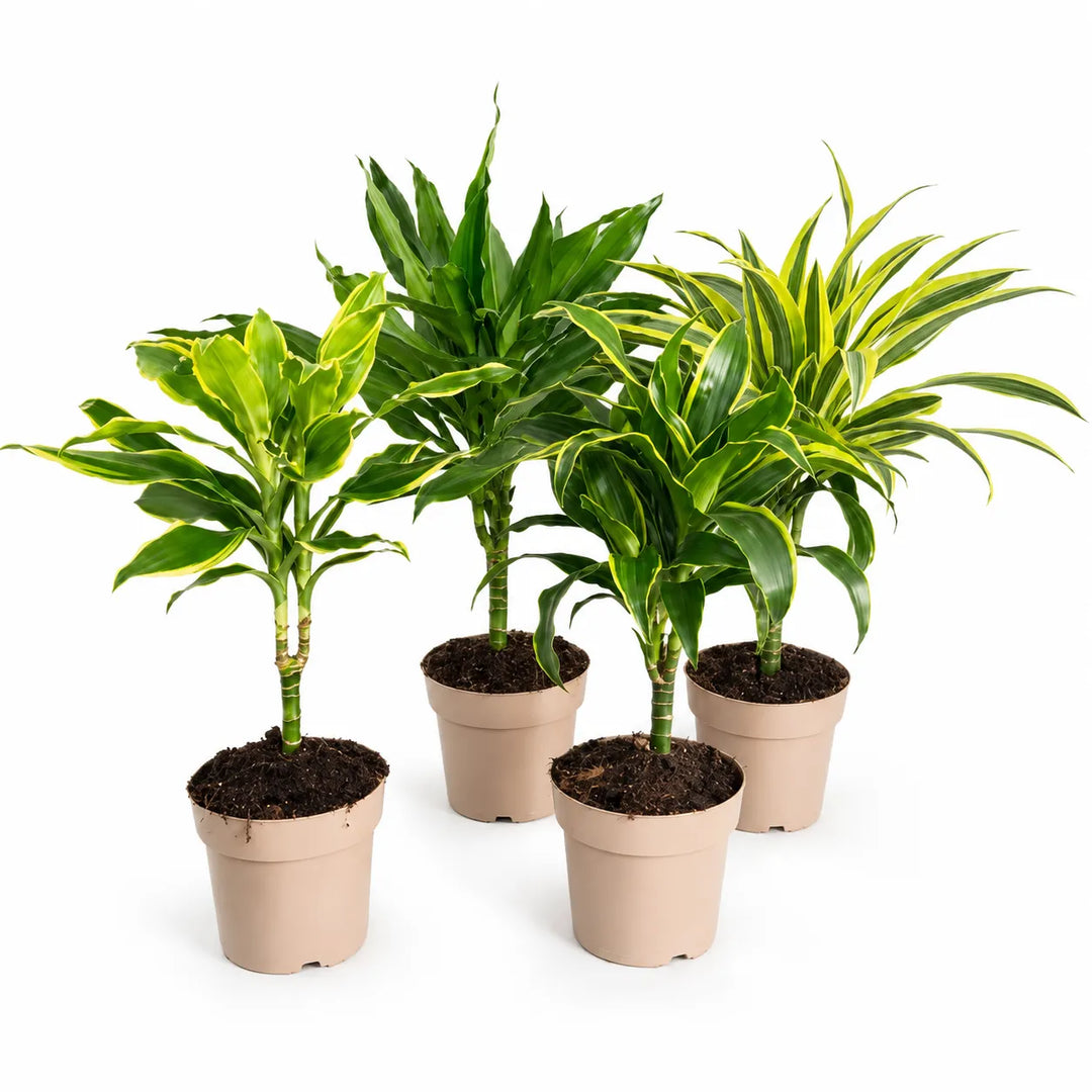 Dracaena mix D. 17 - H. 50 cm