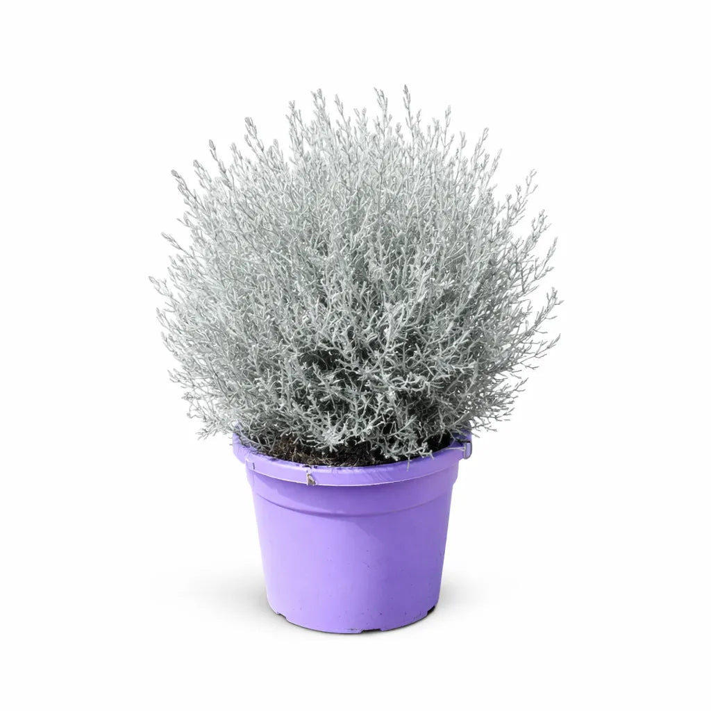 Eremophila nivea D.35 cm