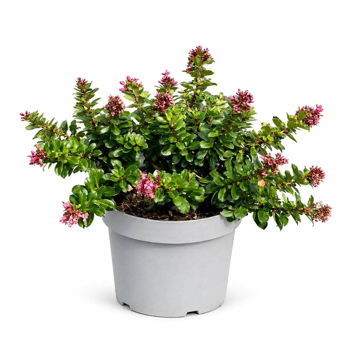 Escallonia rubra e rosea D. 18 - H. 40 cm
