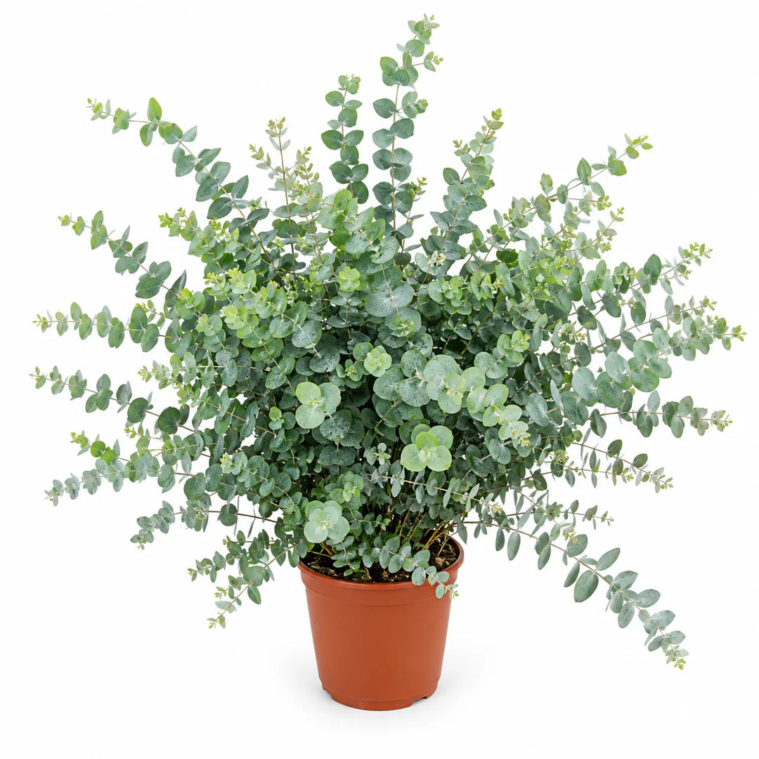 Eucalyptus cinerea D. 19 - H. 75 cm