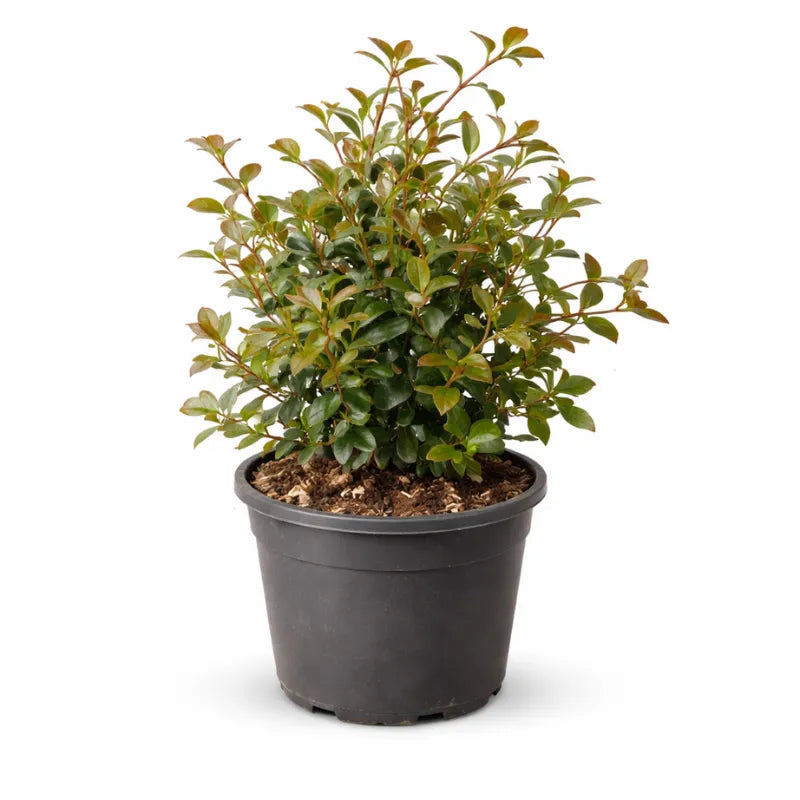 Eugenia Myrtifolia New Port D.18 H.35 cm