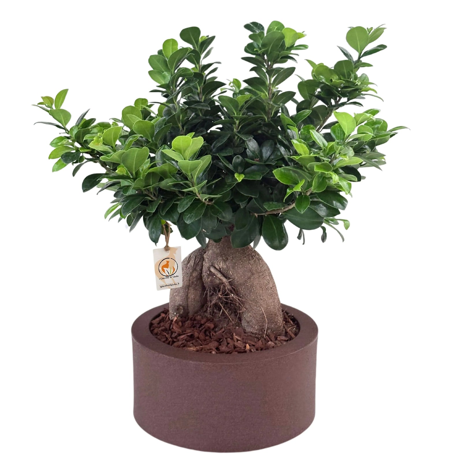 Bonsai Ficus Ginseng in vaso Echo con riserva d'acqua, vista frontale