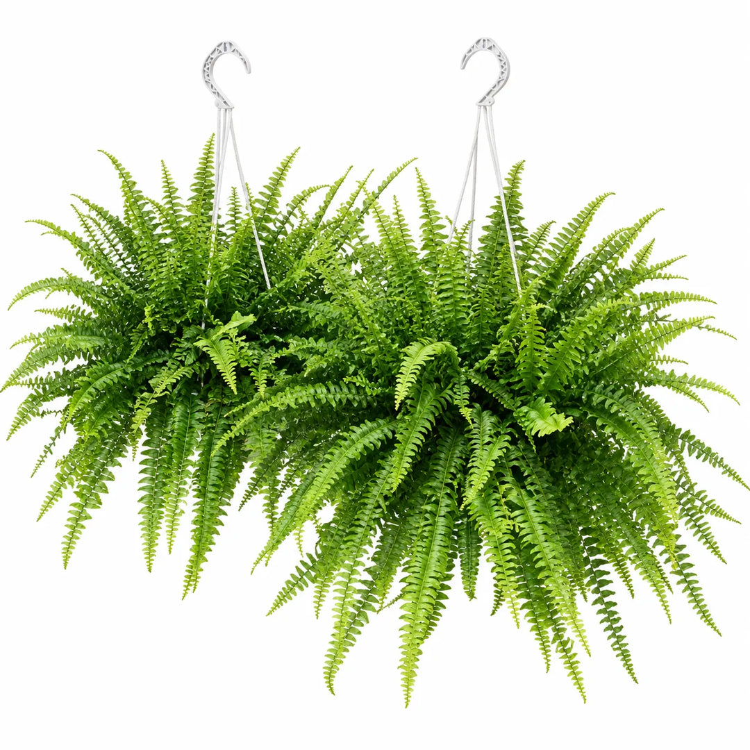 Felce green lady D. 19 - H. 40 cm