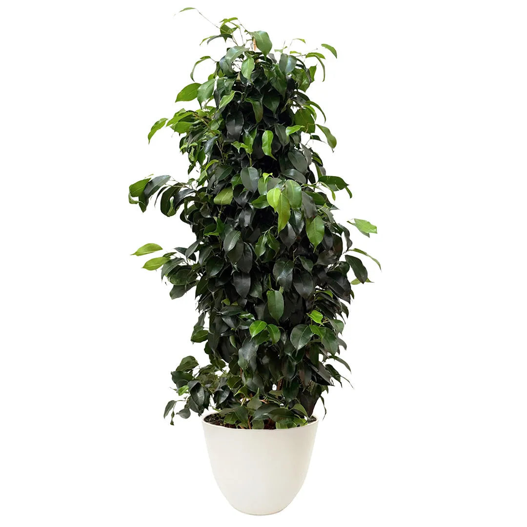 Ficus Benjamin 100 cm - pianta d'interno con vaso bianco in plastica riciclata