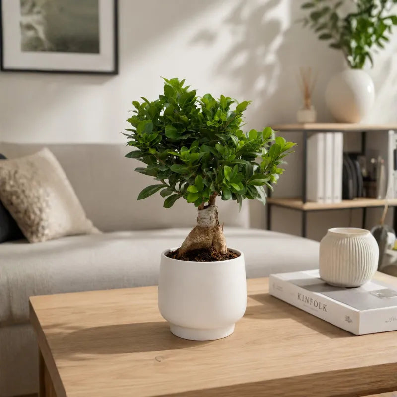 Bonsai Ficus Ginseng con tronco intrecciato e foglie verdi in vaso bianco Sweet in ambiente living elegante.