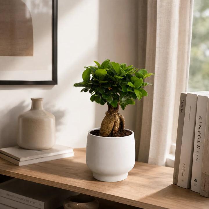Bonsai Ficus Ginseng in vaso bianco Sweet posizionato su mobile in soggiorno moderno con luce naturale.